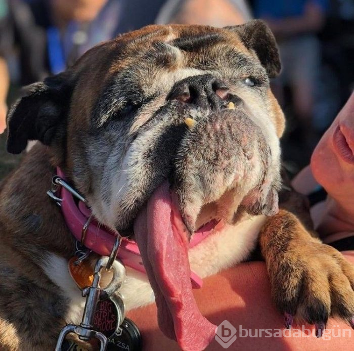 Dünyanın en çirkin köpeği Zsa Zsa öldü