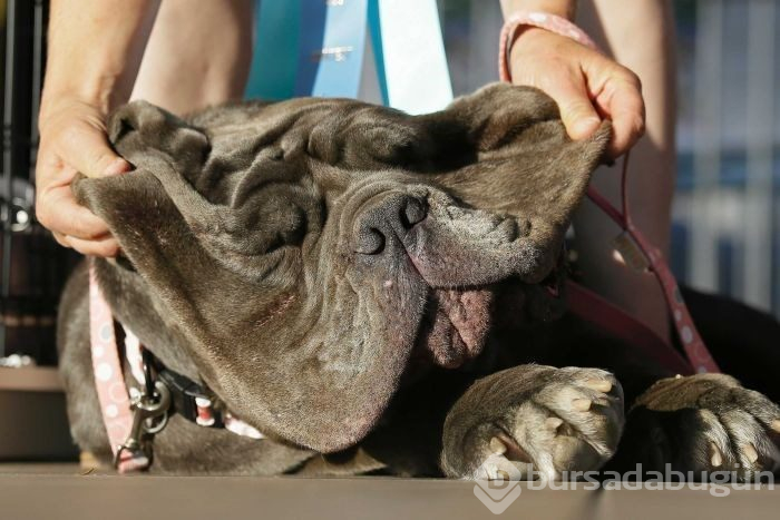 Dünyanın en çirkin köpeği Zsa Zsa öldü
