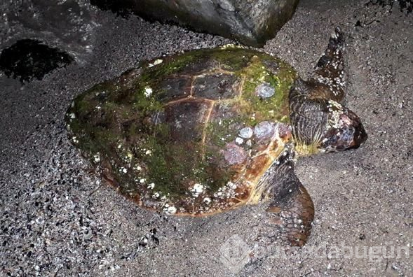 Bodrum'da biri ölü diğeri yaralı 2 caretta caretta bulundu
