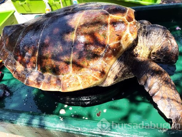 Bodrum'da biri ölü diğeri yaralı 2 caretta caretta bulundu
