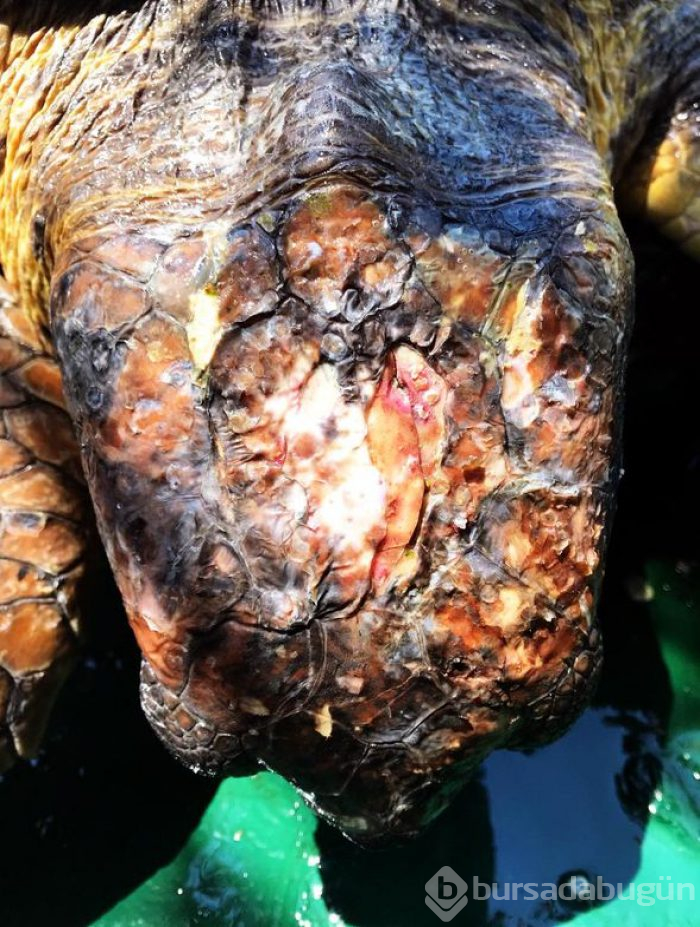 Bodrum'da biri ölü diğeri yaralı 2 caretta caretta bulundu
