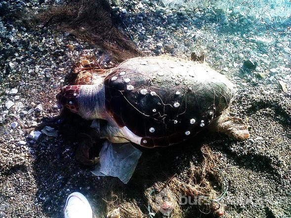 Bodrum'da biri ölü diğeri yaralı 2 caretta caretta bulundu
