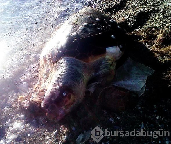 Bodrum'da biri ölü diğeri yaralı 2 caretta caretta bulundu
