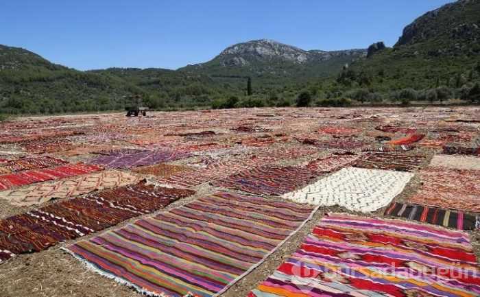 Antalya'da tarlalar halı açtı (Antalya'nın halı tarlaları)