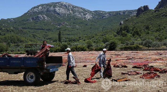 Antalya'da tarlalar halı açtı (Antalya'nın halı tarlaları)