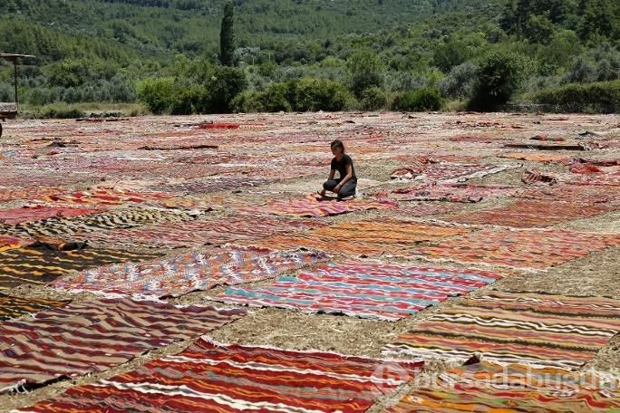 Antalya'da tarlalar halı açtı (Antalya'nın halı tarlaları)