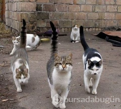 Sanal alemin en tuhafları..
