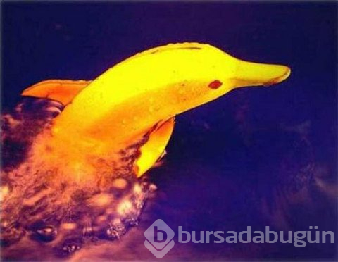 Sanal alemin en tuhafları..
