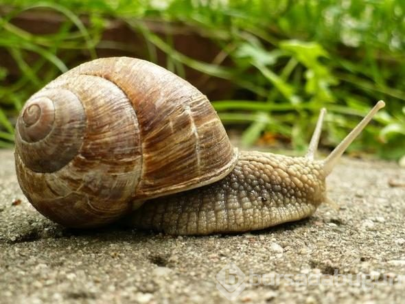 Tuhaf ama bunların hepsi gerçek!
