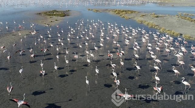 Tuz Gölü'nde flamingo şöleni