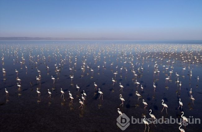 Tuz Gölü'nde flamingo şöleni