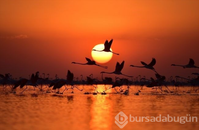 Tuz Gölü'nde flamingo şöleni