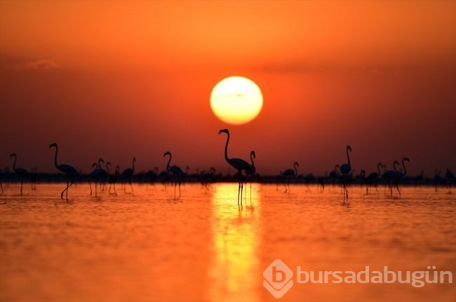 Tuz Gölü'nde flamingo şöleni