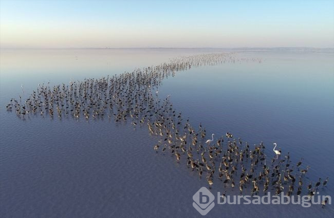 Tuz Gölü'nde flamingo şöleni