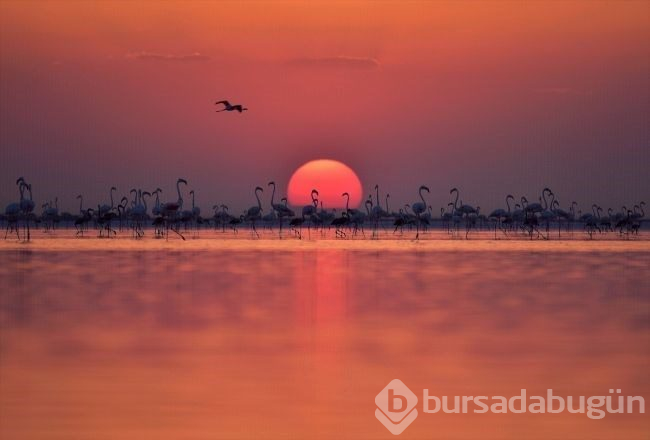 Tuz Gölü'nde flamingo şöleni
