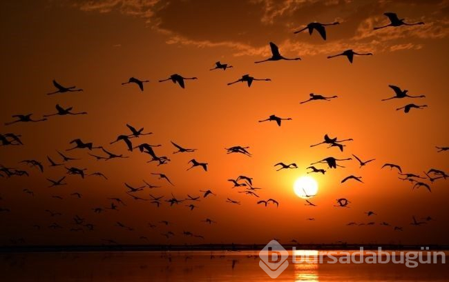 Tuz Gölü'nde flamingo şöleni