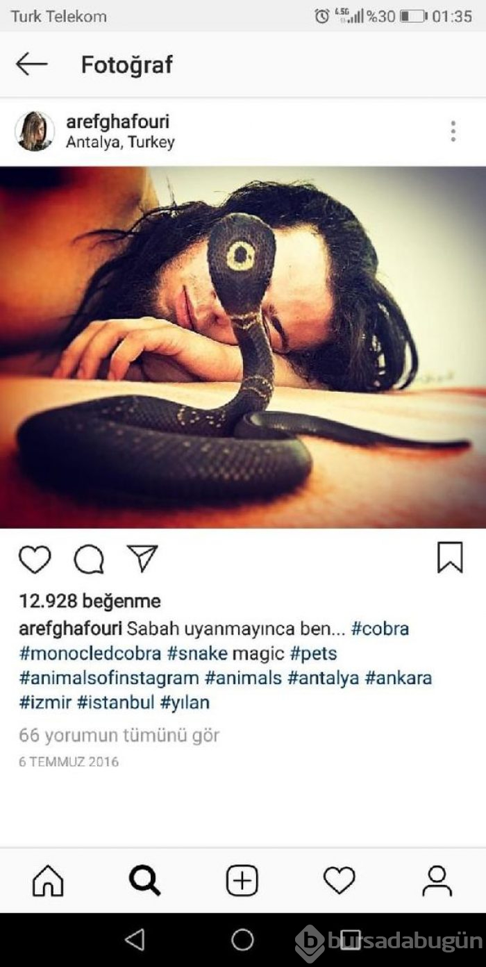 Aref'i kobra ısırdı
