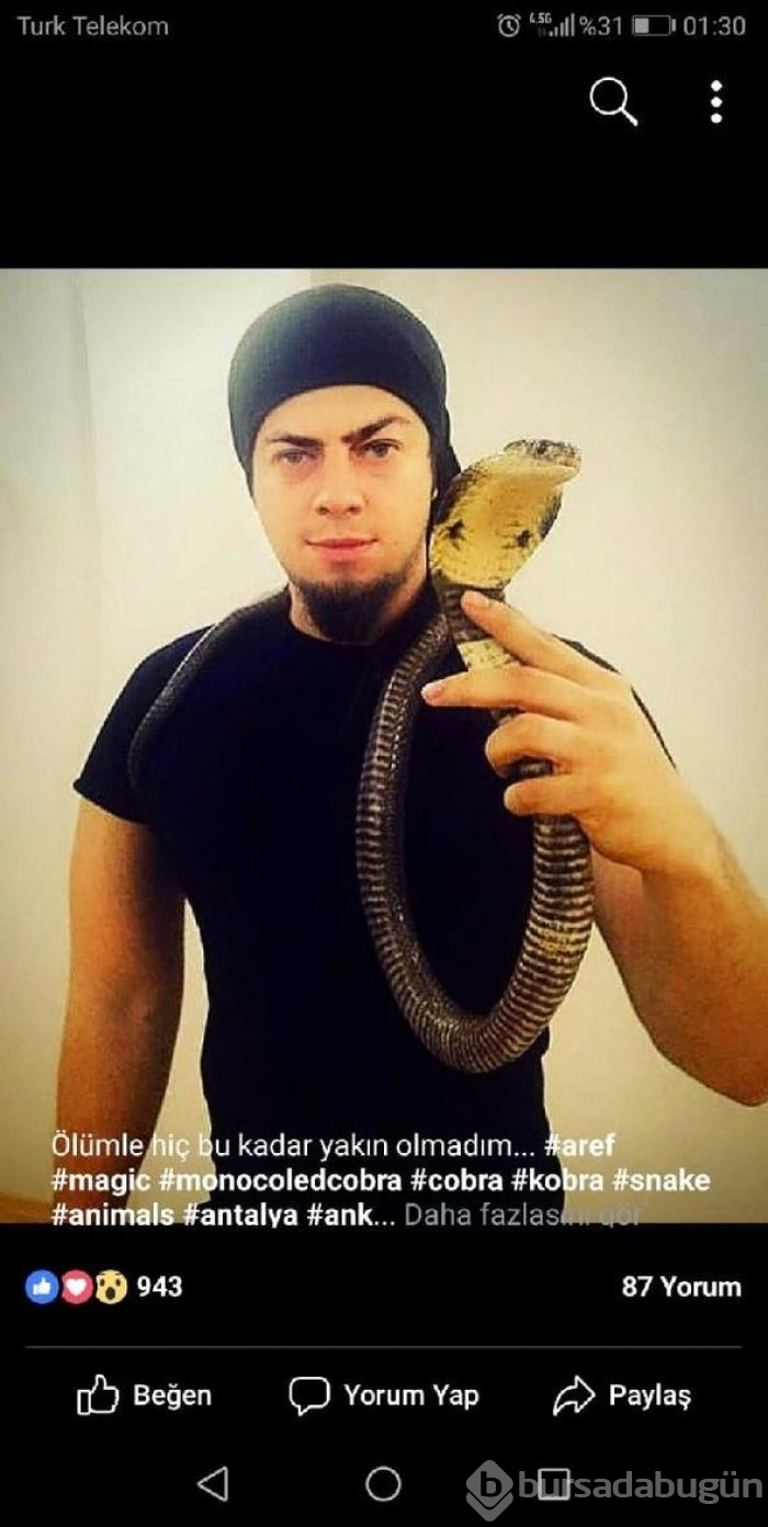 Aref'i kobra ısırdı
