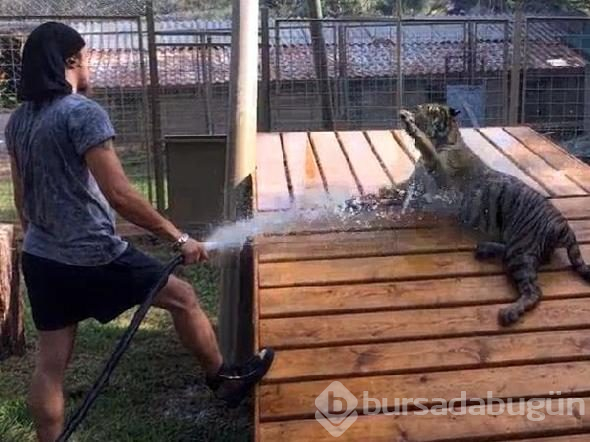 Aref'in kaplanına el konuldu