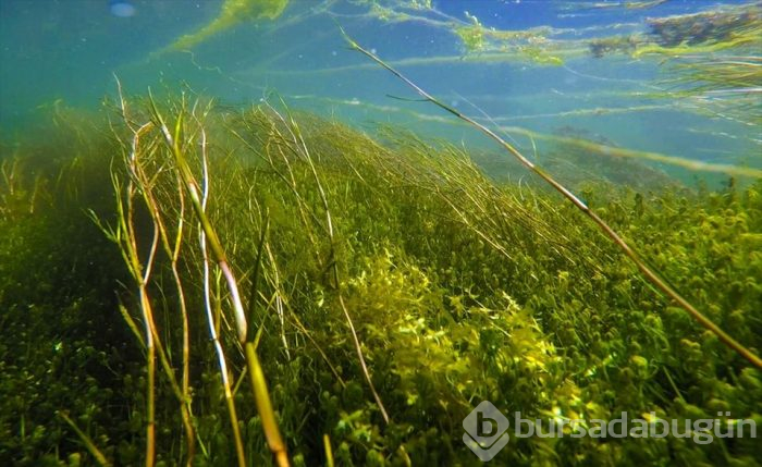'Türkiye'nin çatısı' Ağrı Dağı eteklerinde doğal akvaryum