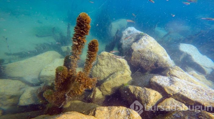 'Türkiye'nin çatısı' Ağrı Dağı eteklerinde doğal akvaryum