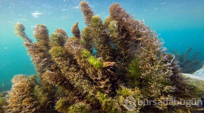 'Türkiye'nin çatısı' Ağrı Dağı eteklerinde doğal akvaryum