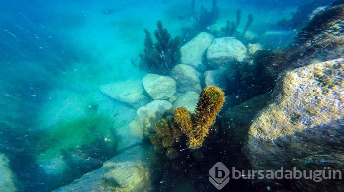 'Türkiye'nin çatısı' Ağrı Dağı eteklerinde doğal akvaryum