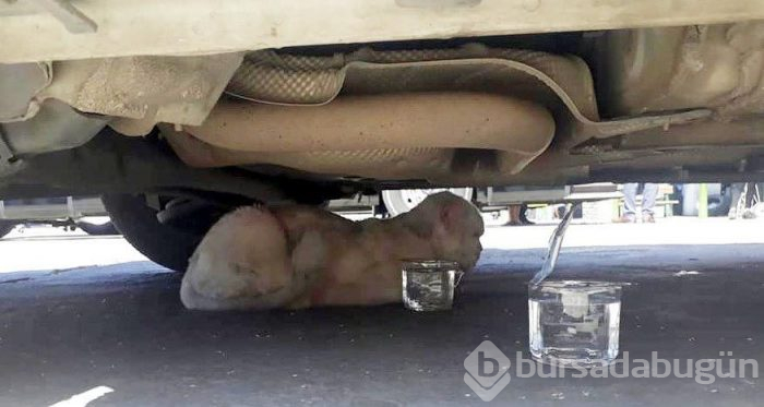 Kayıp kedi minibüsün kaportasından çıktı