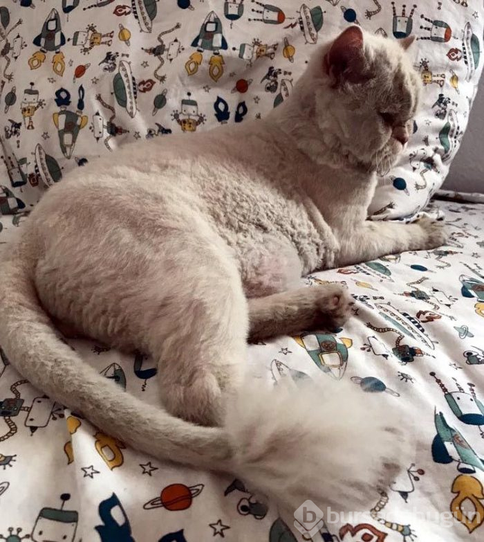 Kayıp kedi minibüsün kaportasından çıktı