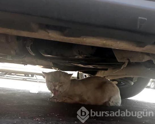 Kayıp kedi minibüsün kaportasından çıktı