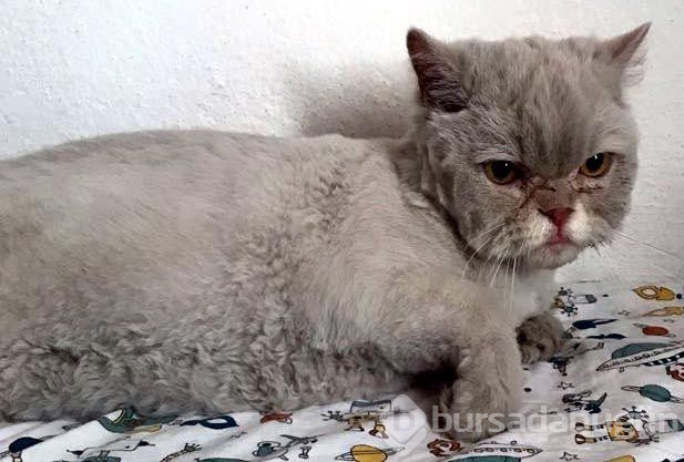 Kayıp kedi minibüsün kaportasından çıktı