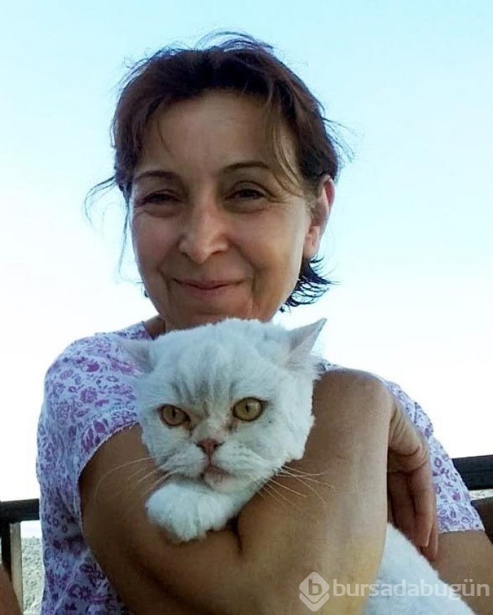 Kayıp kedi minibüsün kaportasından çıktı