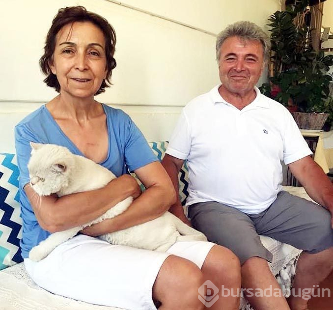 Kayıp kedi minibüsün kaportasından çıktı