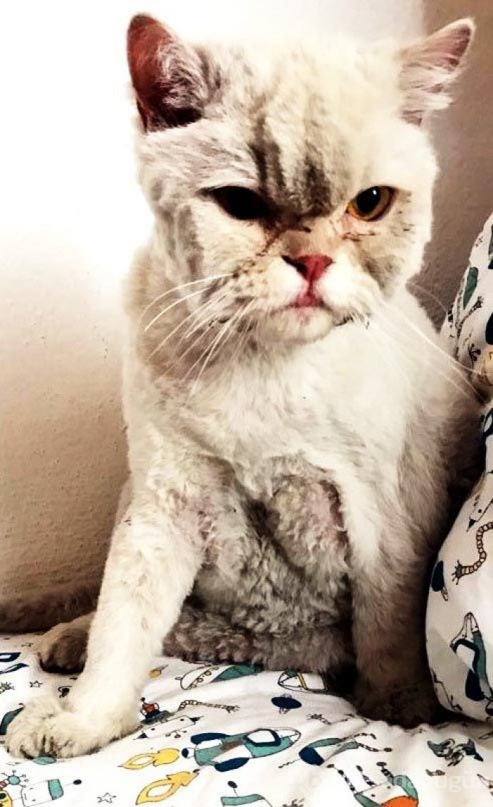 Kayıp kedi minibüsün kaportasından çıktı