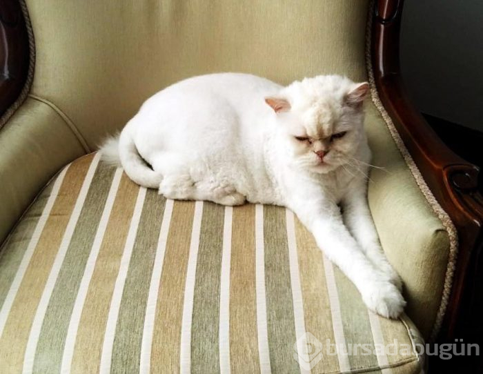 Kayıp kedi minibüsün kaportasından çıktı