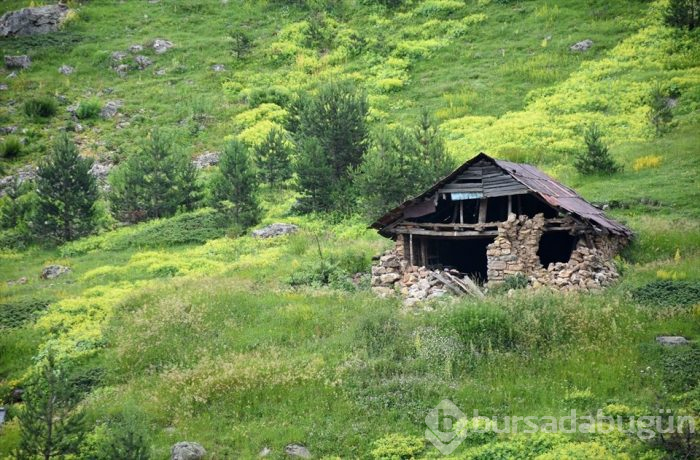 Yeşilin yurdu Gümüşhane yaylaları ziyaretçilerini bekliyor