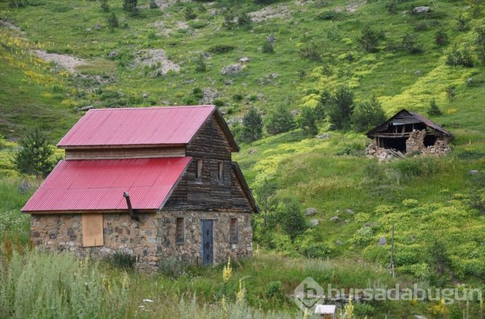 Yeşilin yurdu Gümüşhane yaylaları ziyaretçilerini bekliyor