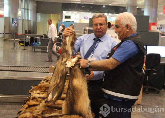Havalimanında 40 adet tilki kürkü ele geçirildi