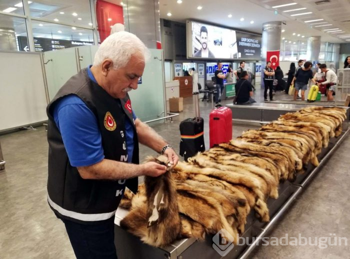 Havalimanında 40 adet tilki kürkü ele geçirildi
