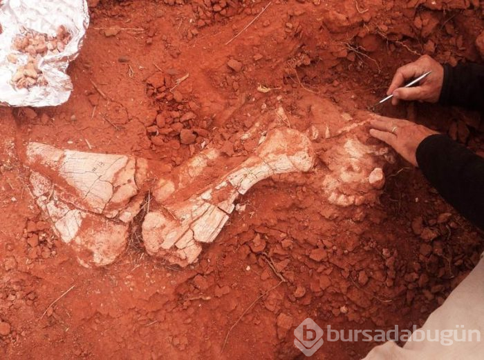 200 milyon yıllık dev dinozor fosili bulundu