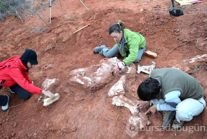 200 milyon yıllık dev dinozor fosili bulundu