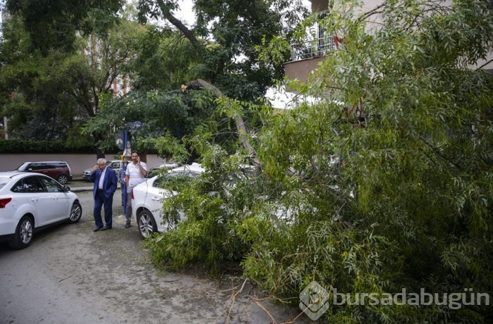 Ankara'da şiddetli rüzgar ağaçları devirdi