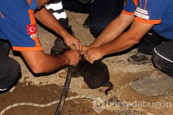 Zonguldak'ta sondaj kuyusuna düşen yavru köpek kurtarıldı
