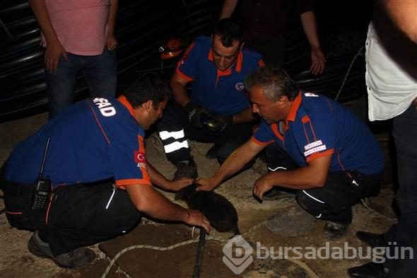 Zonguldak'ta sondaj kuyusuna düşen yavru köpek kurtarıldı

