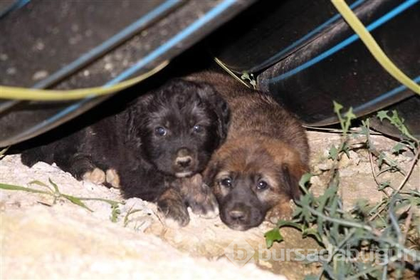 Zonguldak'ta sondaj kuyusuna düşen yavru köpek kurtarıldı
