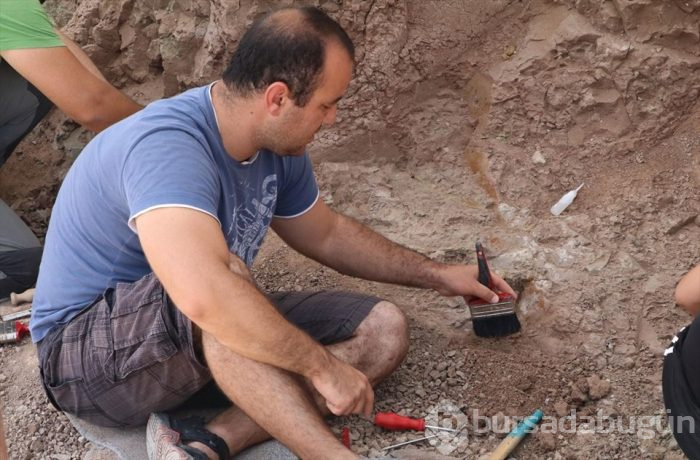 Çankırı'da omurgalı fosil kazıları başladı