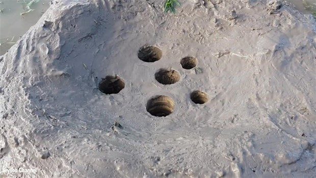 Şaşırtan balık avlama tekniği