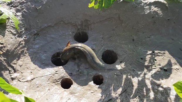 Şaşırtan balık avlama tekniği