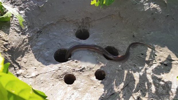 Şaşırtan balık avlama tekniği
