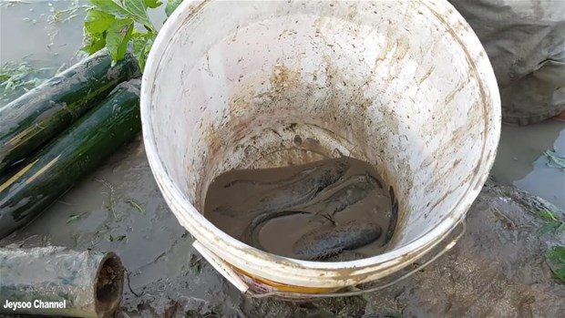 Şaşırtan balık avlama tekniği